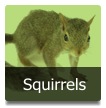Squirrels Control, Extermination, Removal and Prevention Services
